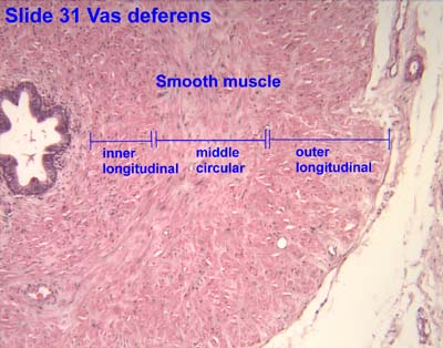 Ductus Vas Deferens Histology The Spermatic Cord Course Fascia 